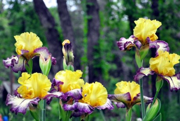 Iris je prelepo cveće koje ne mrzne do minus 20 stepeni cejlzijusa