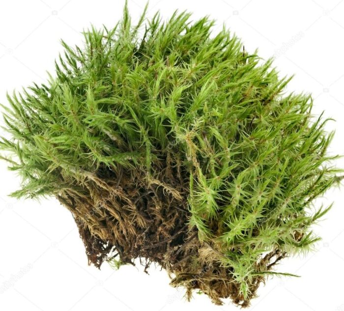 Mahovina sphagnum