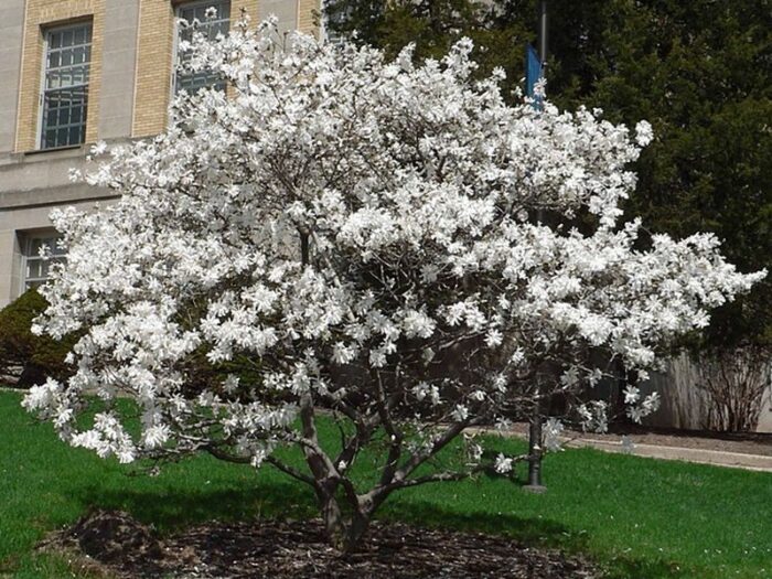 Drvo magnolije sa belim cvetovima