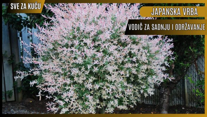 Japanska vrba (Salix Integra) – Vodič za sadnju i održavanje