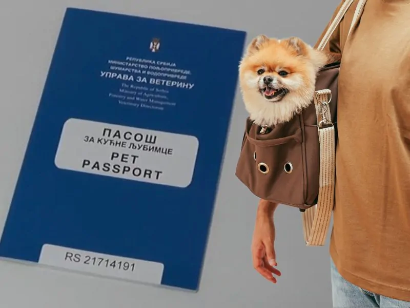 Putovanje sa psom izvan zemlje? Evo preciznog vodiča za sve potrebne korake