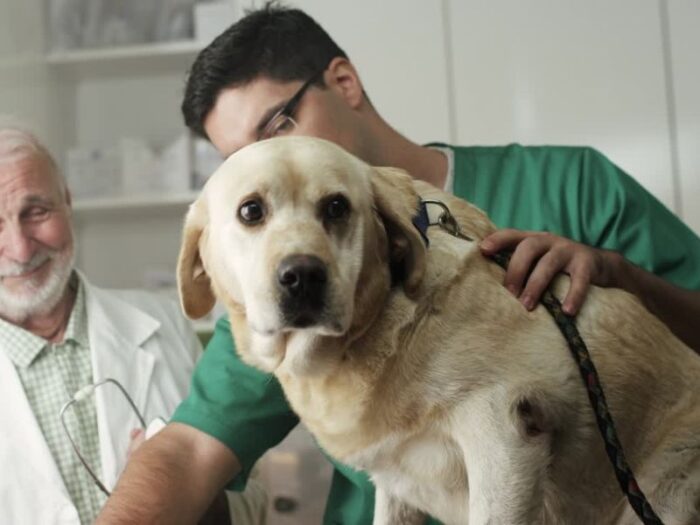 Veterinar izdaje pasoš sa podacima o psu, vlasniku, mikročipu i vakcinaciji, overen potpisom i pečatom.